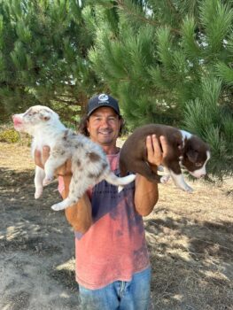 Border Collie Welpen