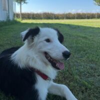 Border Collie Rüde, 6 Monate, sucht liebevolles Zuhause!