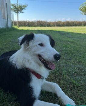 Border Collie Rüde, 6 Monate, sucht liebevolles Zuhause!