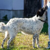 NATASCHKA - versteht sich super mit Katzen