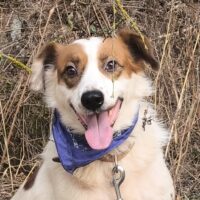 RONIN - 4 J. alter Mix-Rüde, entspannter, lieber Typ, gerne zu Kindern, Katzen, Hunden