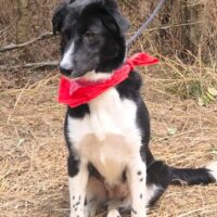 PAULA - *02/2024, Mix-Hündin, liebevoll, freundlich, toll mit Kindern, Katzen, Hunden