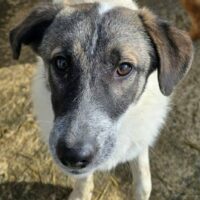 Noucky - geb. 03/2025