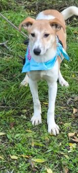 RINO, 8 Mon. alter Sonnenschein, Rüde - aufgeschlossen und toll mit Kindern, Katzen, Hunden