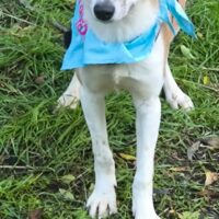 RINO, 8 Mon. alter Sonnenschein, Rüde - aufgeschlossen und toll mit Kindern, Katzen, Hunden