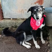 Beka, fröhliche, aktive, verspielte, liebevolle Mix-Hündin, geb. 04/2024, lieb zu Katze+Hund