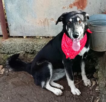 Beka, fröhliche, aktive, verspielte, liebevolle Mix-Hündin, geb. 04/2024, lieb zu Katze+Hund