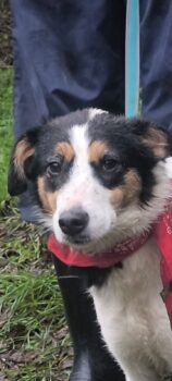 DORI, 1J./8M. alte Mix-Hündin, eine Freundin für's Leben, toll mit Kindern, Katzen, Hunden