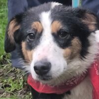 DORI, 1J./8M. alte Mix-Hündin, eine Freundin für's Leben, toll mit Kindern, Katzen, Hunden