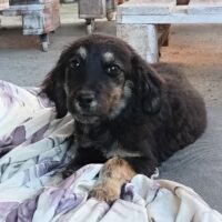 Mario, "welpentechnisch" ruhig, aufgeschlossen, lieb zu Mensch + Tier