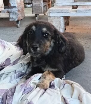 Mario, "welpentechnisch" ruhig, aufgeschlossen, lieb zu Mensch + Tier