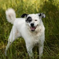 Lyvis Rüde • 45cm • 15kg