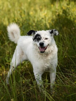 Lyvis Rüde • 45cm • 15kg