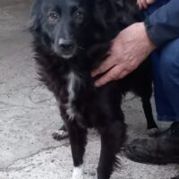 Dringend passendes, ländliches Zuhause für Border-Mix-Hündin Elly