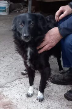 Dringend passendes, ländliches Zuhause für Border-Mix-Hündin Elly