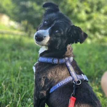 Gaurius: Rüde • geb.ca. 2013-2015 • 45cm • 15kg