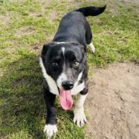 Munis: Rüde • geb.ca. 2018-2020 • 40cm