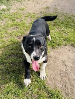 Munis: Rüde • geb.ca. 2018-2020 • 40cm