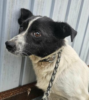 LISA - 45 cm - geb. 06/2021