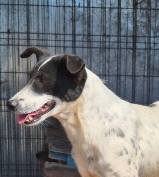 EMILY (~43 cm / 10 kg / geb. 05/2022)