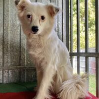 Baltute: Weibchen • geb.ca. 2019-2021 • 43cm