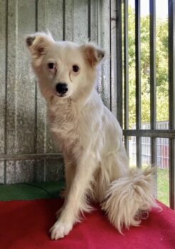 Baltute: Weibchen • geb.ca. 2019-2021 • 43cm