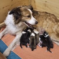 Wurfankündigung C-Wurf für den 21. Feb 2025 von Elsa & Chilly VDH Zucht Club für Britische Hütehunde