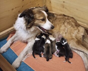 Wurfankündigung C-Wurf für den 21. Feb 2025 von Elsa & Chilly VDH Zucht Club für Britische Hütehunde