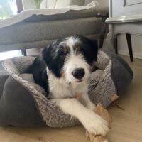 Junghund sucht ein liebevolles Zuhause!