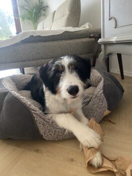 Junghund sucht ein liebevolles Zuhause!