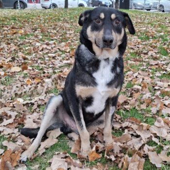 Sozialer, unkomplizierter, menschenbezogener Rüde Jimmy, geb. 11/2018