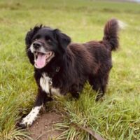 Tugas Rüde • geb.ca. 2012-2014 • ca. 48cm