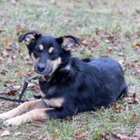 🩷Nicki wartet auf eine Familie🩷6,5 Monate jung, 40 cm, kennt Katzen