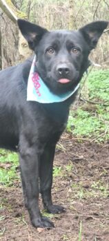 AZAR - Australian Kelpie-Mix, eine Type, der keine Wünsche offen lässt