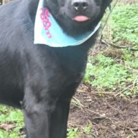 AZAR - Australian Kelpie-Mix, eine Type, der keine Wünsche offen lässt