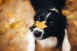 Border collie dog  Autumn