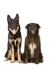 german shepherd dog and mixed breed dog