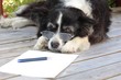Elderly Retired Border Collie Dog Thinking About Writing a Novel