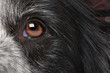 close-up dog eye