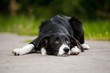 lonely puppy border collie