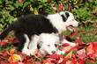 Two puppies playing in red leaves