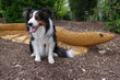 Border Collie Dog with a Wooden Snake