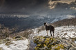 Border Collie dog looking out over snow covered mountains