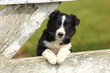 Border Collie Puppy With Paws on White Rustic Fence 2