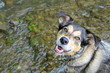 Happy German Shepherd Mix Dog Swimming in Stream