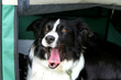 Border Collie in Transportbox