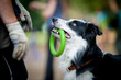 border collie with the ring watching to owner